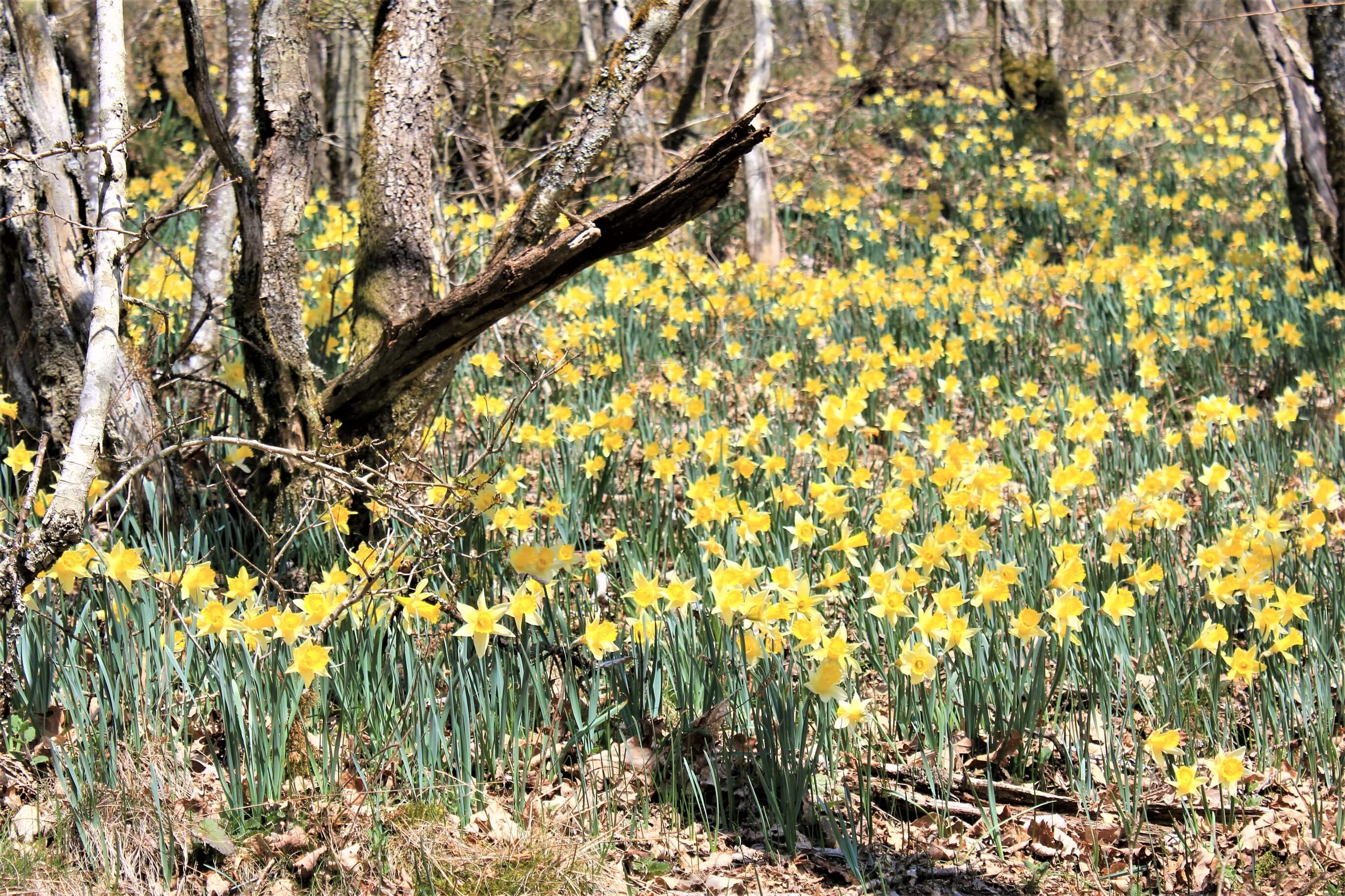  OptimizedImage,,,Optimized